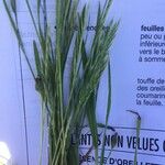 Bromus hordeaceusList