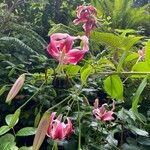 Lilium kelloggii Flower