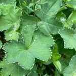 Alchemilla glabra Blad