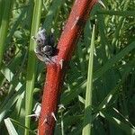 Rubus pensilvanicus Bark