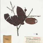 Hymenopus intrapetiolaris Leaf