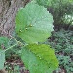 Alnus glutinosa 葉
