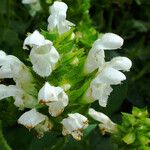 Prunella laciniata Fula