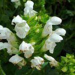 Prunella laciniata Blomma