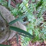Trichosandra borbonica Hoja