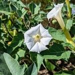 Datura innoxia Fleur