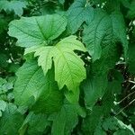 Viburnum opulusपत्ता