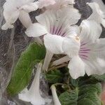 Streptocarpus primulifolius Flor
