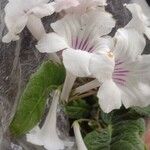 Streptocarpus primulifolius Flower