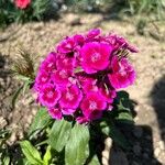 Dianthus barbatusKvět