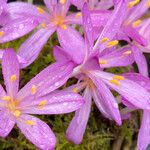 Colchicum cilicicumКветка