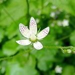 Saxifraga rotundifolia Λουλούδι