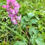 Fumaria agraria Flor