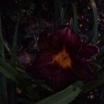 Hemerocallis fulvaЦвят