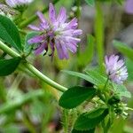 Trifolium resupinatum Листок