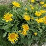 Doronicum grandiflorum Habit