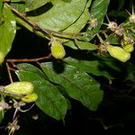 Hirtella triandra Плод