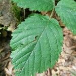 Rubus bracteatus Feuille