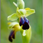 Ophrys sulcata Kita