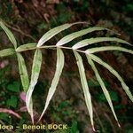 Pteris cretica Blatt