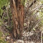 Juniperus procera 樹皮