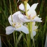 Parnassia palustris Blüte