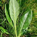 Senecio doronicum Lapas