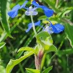 Commelina forskaolii Lapas