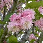 Prunus serrulataKwiat