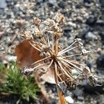 Allium angulosum Fruit