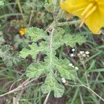 Solanum rostratum पत्ता