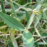 Lathyrus heterophyllus Leaf