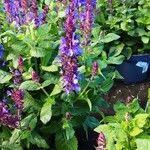 Salvia nemorosa Habit