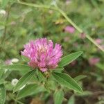 Trifolium mediumFlower