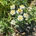 Achillea ptarmicaCvet