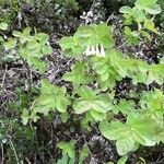 Lonicera utahensis عادت داشتن