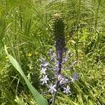 Scilla hyacinthoides फूल