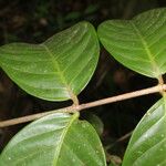 Ferdinandusa panamensis Hoja