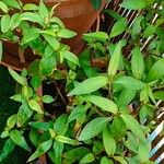 Persicaria odorata Blad