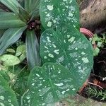 Caladium bicolor叶