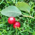 Cotoneaster multiflorus पत्ता