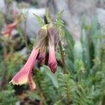 Polemonium pauciflorum