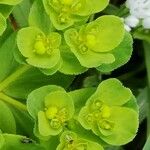 Euphorbia helioscopia 果實