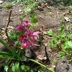 Nerine sarniensis Flor