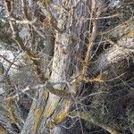 Juniperus thurifera Schors