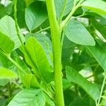 Glycyrrhiza glabra 树皮