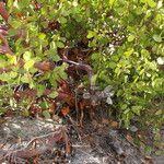 Arctostaphylos patula Habitat