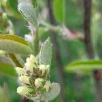 Amelanchier spicata Virág