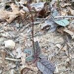 Hieracium venosum Leaf