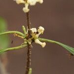 Pleiocarpa pycnantha Flower